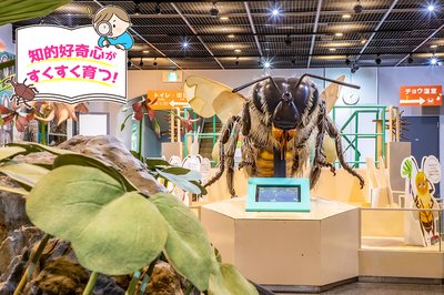 🦋 이타미시 곤충관 (이타미시 콘추칸) 이미지 2